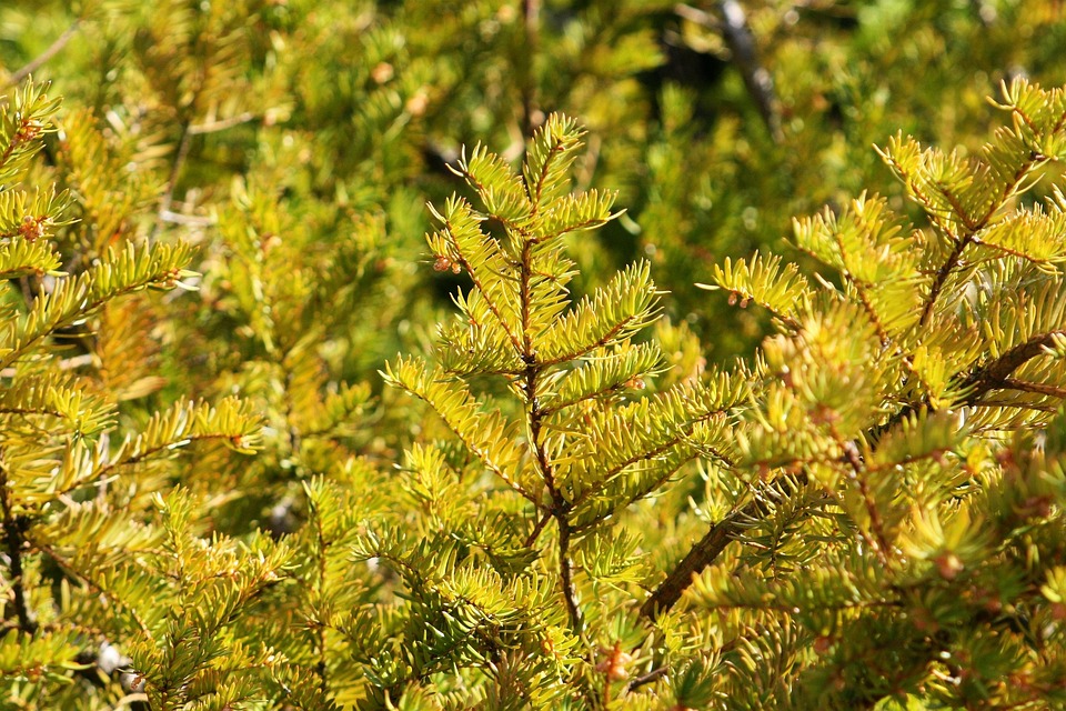 Pine Bush Free photo on Pixabay Pixabay