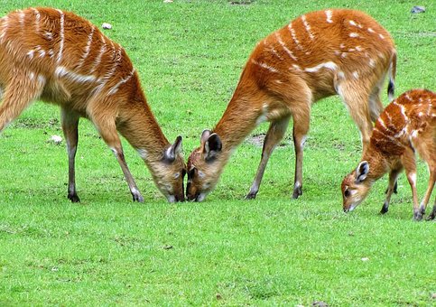 Free Deer Animals photo and picture