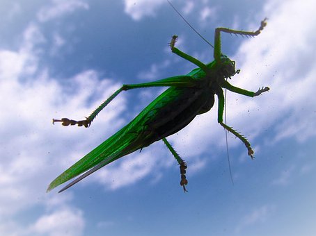 Free Grasshopper Nature photo and picture