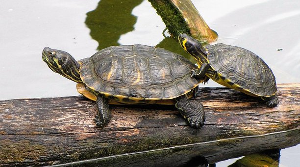 Free Turtles Zoo photo and picture