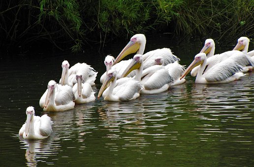 Free Pelicans Birds photo and picture
