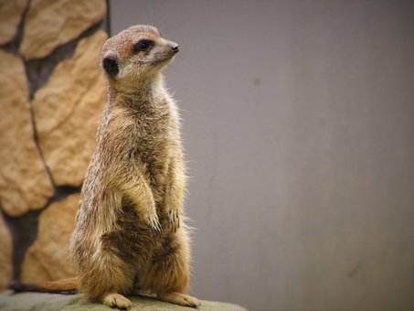 Free Meerkat Zoo photo and picture