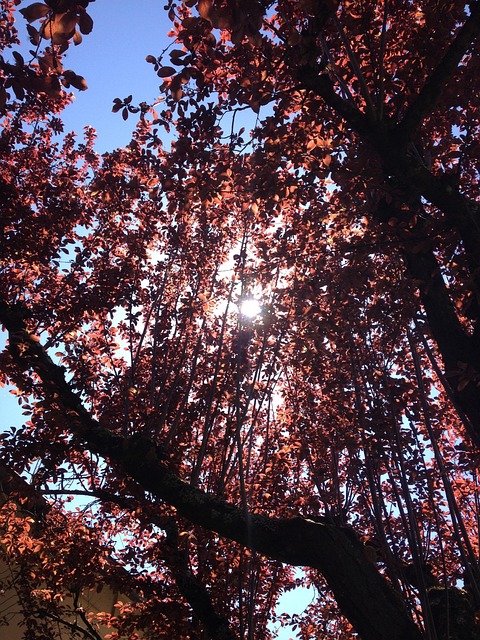 Zon, Boom, Licht, Zonlicht, Rood Blad