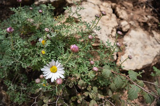 Free Taihang Chrysanthemum Wild Flowers photo and picture