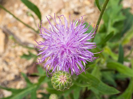 Free Nodular Thistle Wild Flowers photo and picture