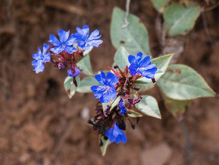 Free Wild Flowers Ecology photo and picture