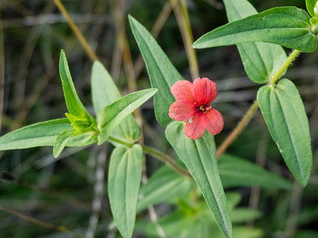 Free Wild Flowers Ecology photo and picture