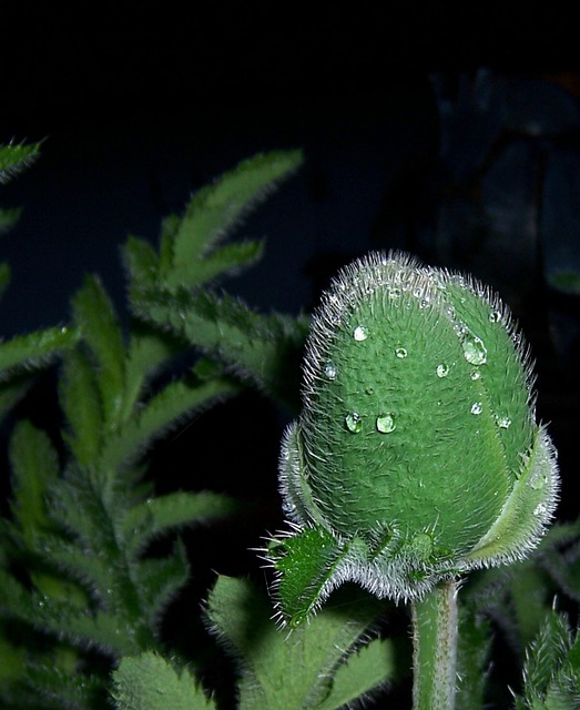 Free Bud Poppy photo and picture
