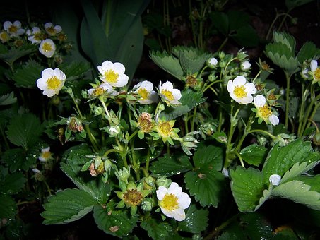 Free Strawberry Blossoms photo and picture