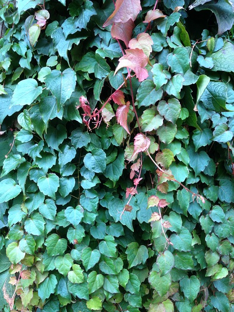 Free Ivy Plant photo and picture