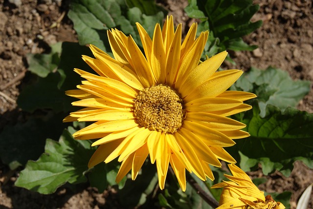 Free Flower Flower Wallpaper photo and picture