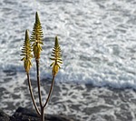 aloe vera, blossom, bloom