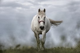 Horse Mare Stallion - Free photo on Pixabay