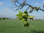 spring, leaves, shoots