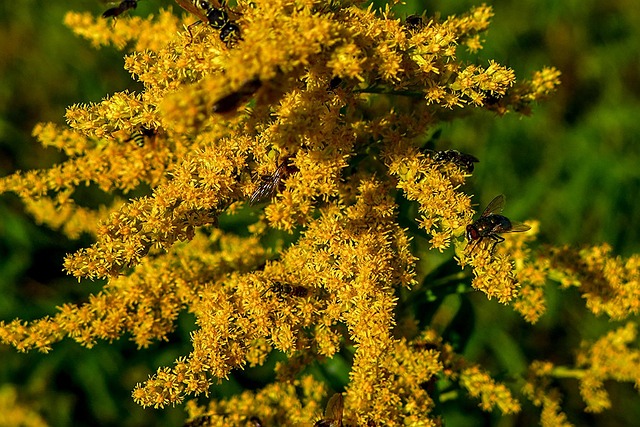 Free Flower Yellow photo and picture
