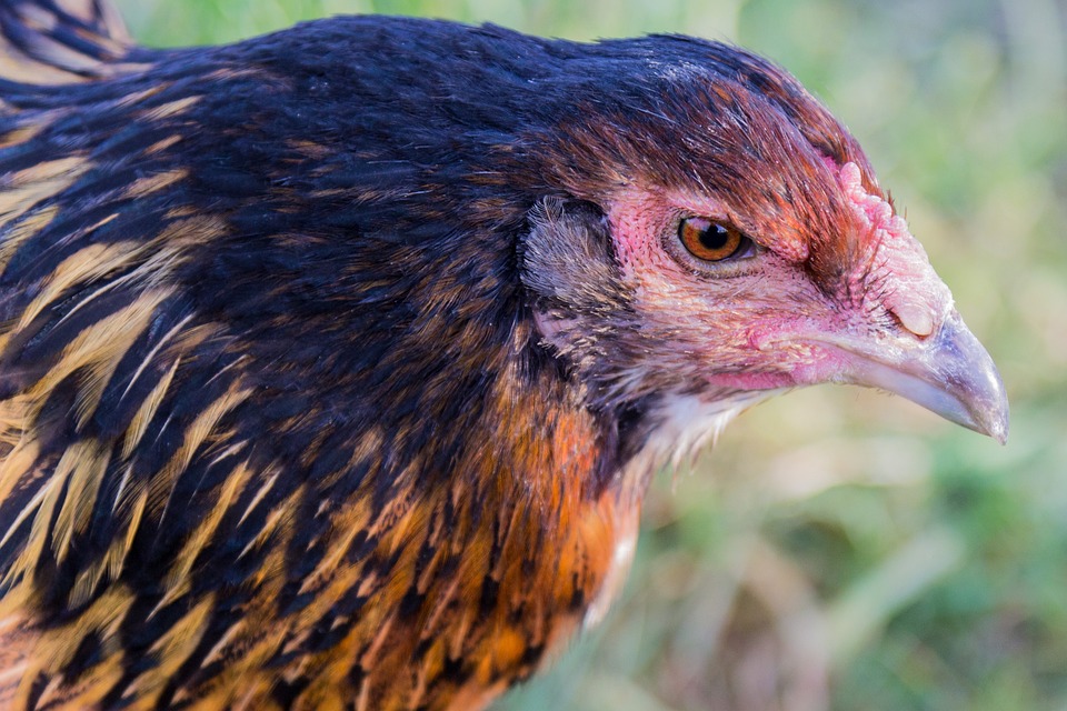 Chicken Pedigree Bird Free photo on Pixabay Pixabay