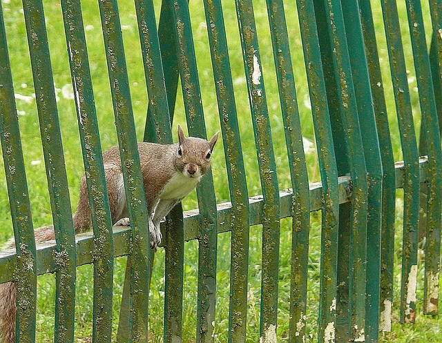 Free Squirrel Grey photo and picture