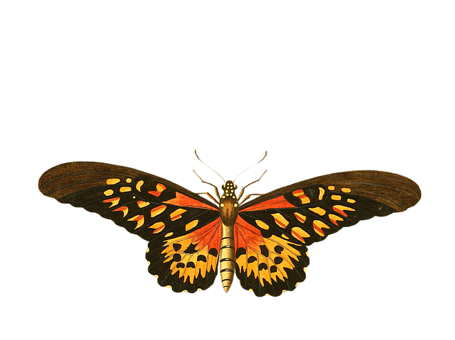 Free butterfly animal insect illustration