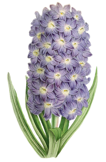 Download free HD stock image of Flower Blossom Free flower blossom bloom illustration