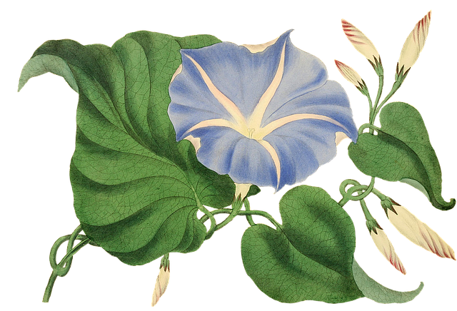 Free Flower Blossom illustration and picture