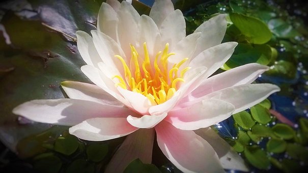 Free Water Lily Plant photo and picture