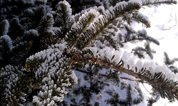 Winter, Pijnboom, Ijs, Sneeuw, Boom
