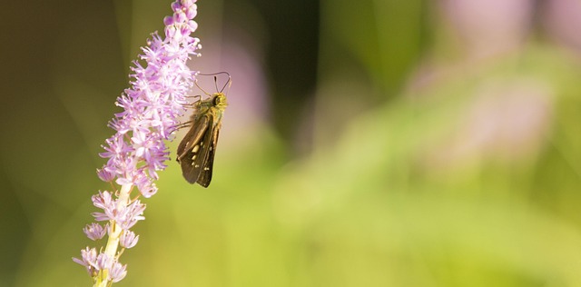 Free Butterfly Flower photo and picture