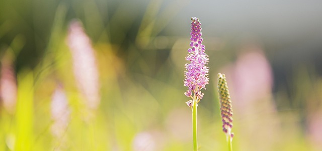 Free Flower Romantic photo and picture