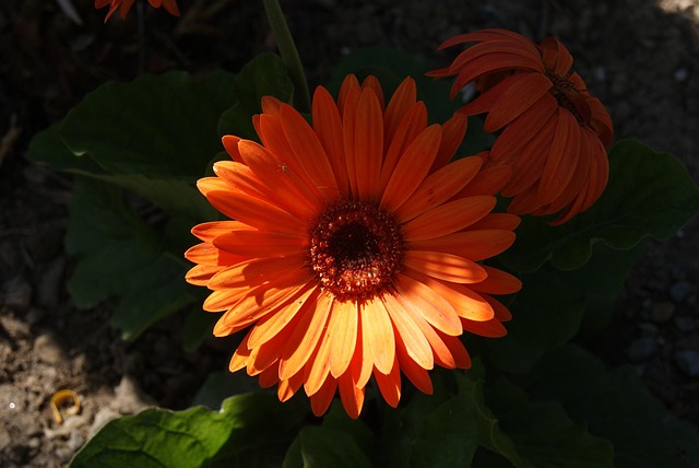 Free Flower Nature photo and picture