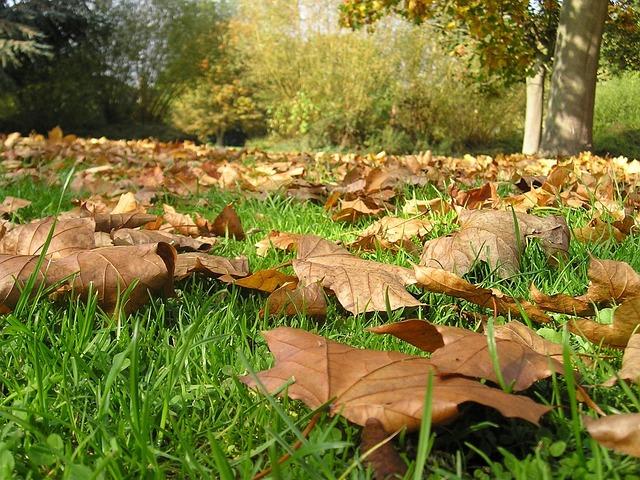 Free Leaves Dead Leaves photo and picture