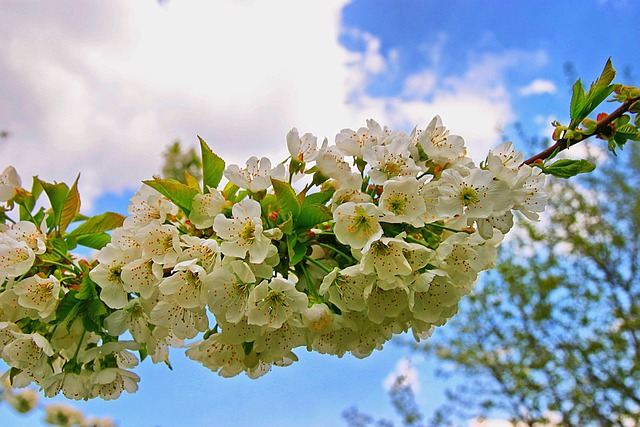 Free Spring Sky photo and picture