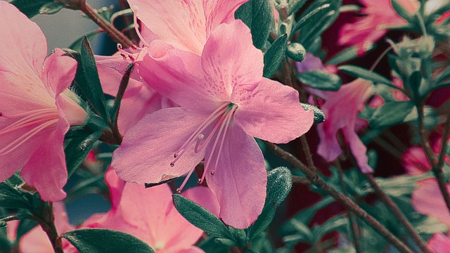Free Azalea Flower photo and picture