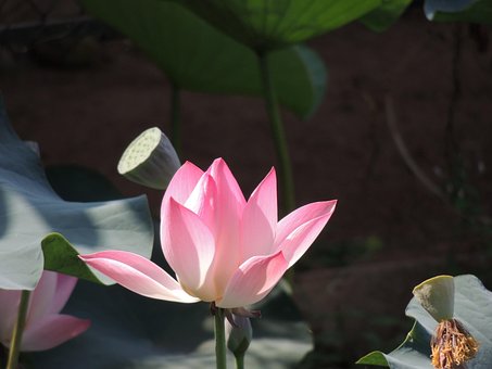 Free Lotus Flower photo and picture