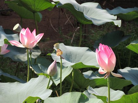 Free Lotus Flower photo and picture