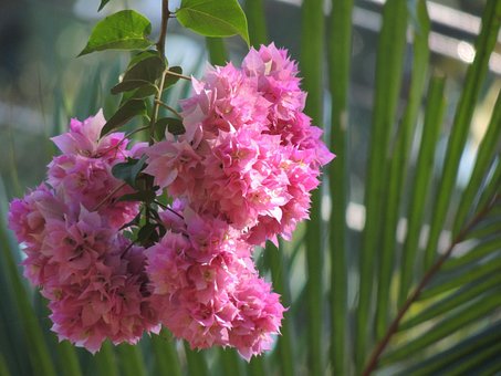 Free Bougainvillea Flower photo and picture