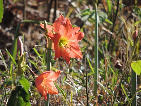 Free Lily Flower photo and picture