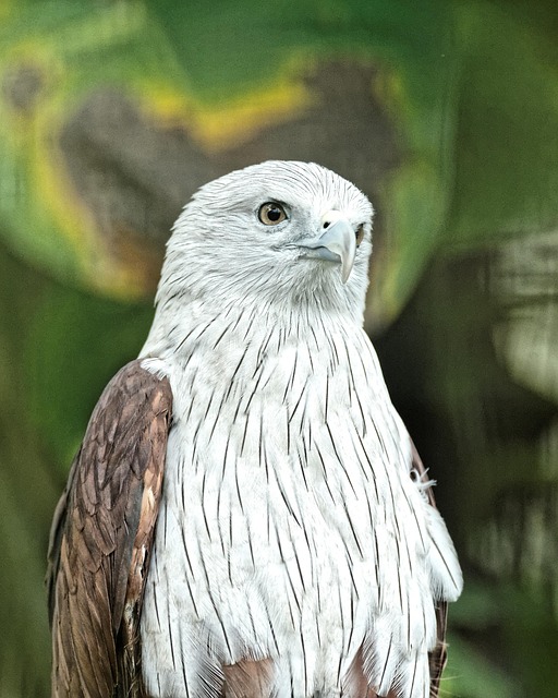 Free Brahminy Kite Kite photo and picture