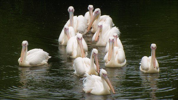 Free Pelicans Birds photo and picture