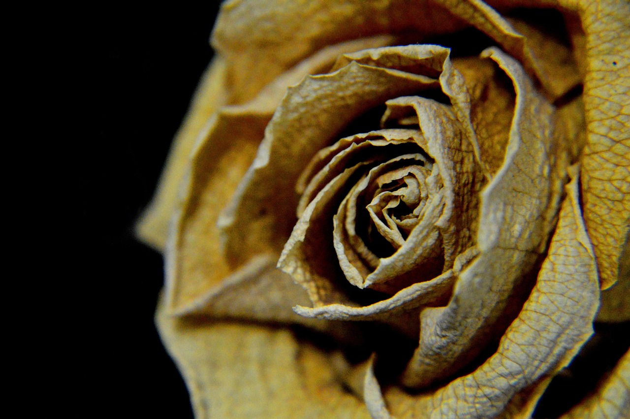 Sad Looking Roses Rose Dry Sad - Free photo on Pixabay - Pixabay
