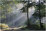 sun's rays, morning, light