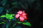 althea, red, summer