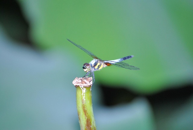 Guldsmed, Lotus Blad, Makro, Insekter