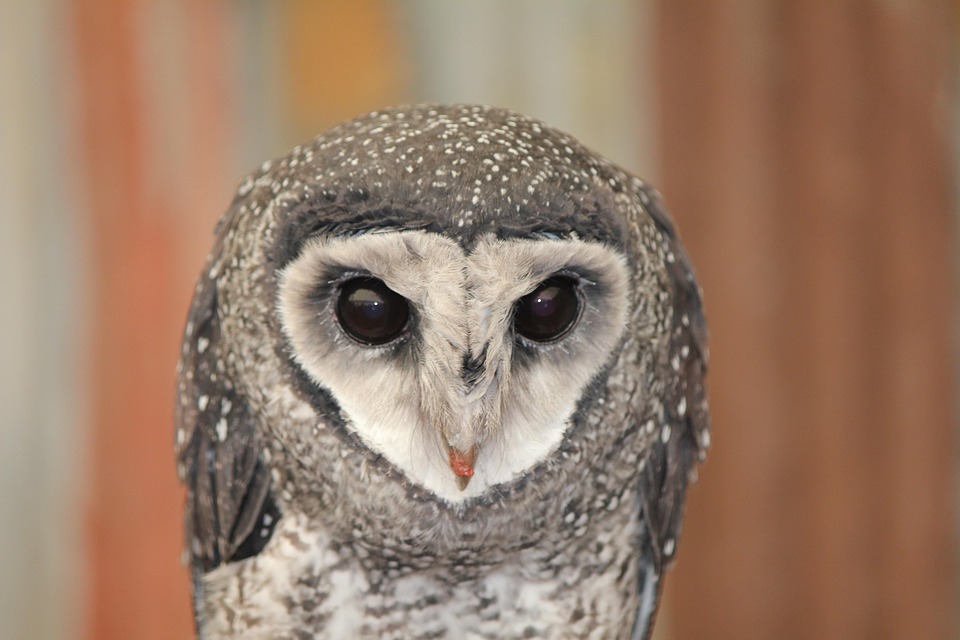 Owl Australian Australia · Free photo on Pixabay