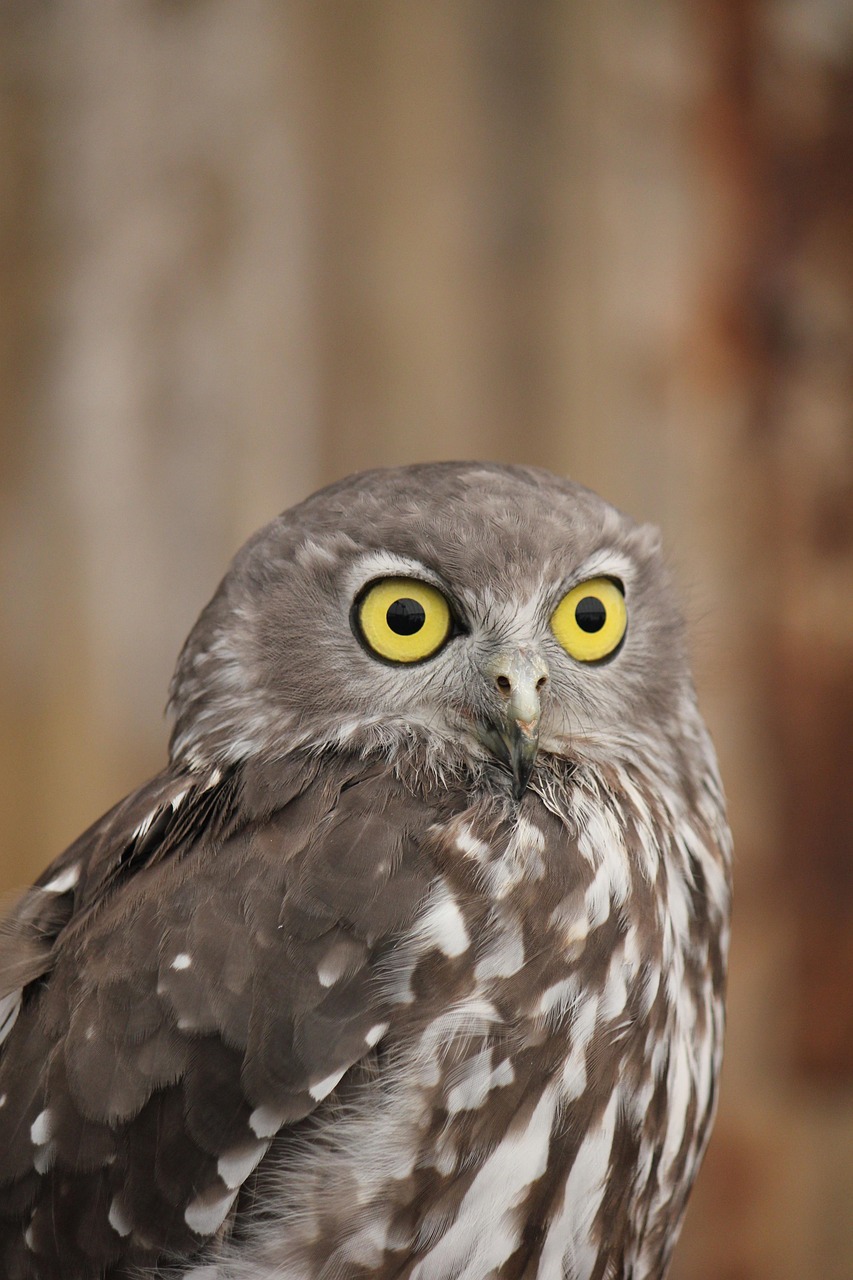 Owl Australian Australia Free photo on Pixabay