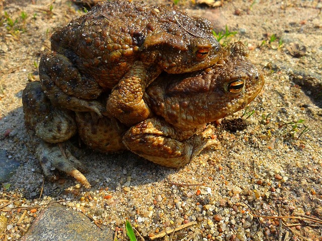 Free Toad Amplexus photo and picture