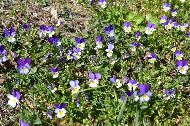 Free Violets Beautiful Flowers photo and picture