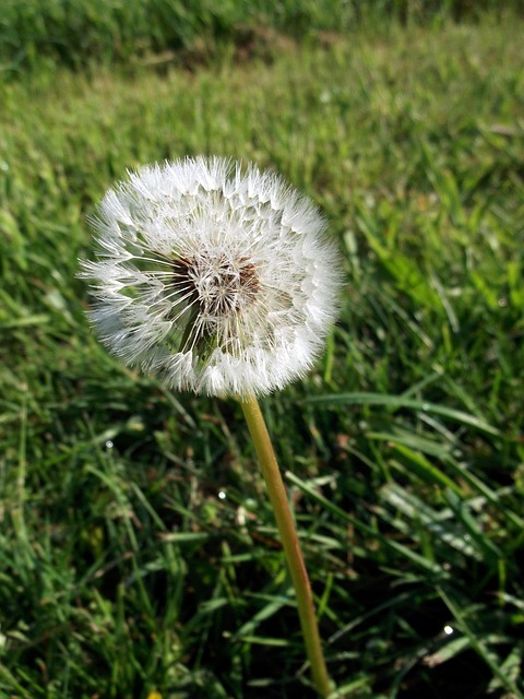 Free Dandelion Composites photo and picture