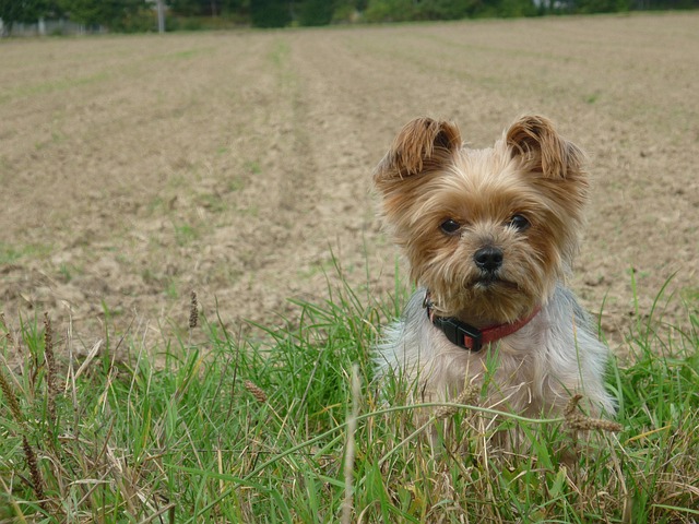 Free Dog Yorkshire photo and picture