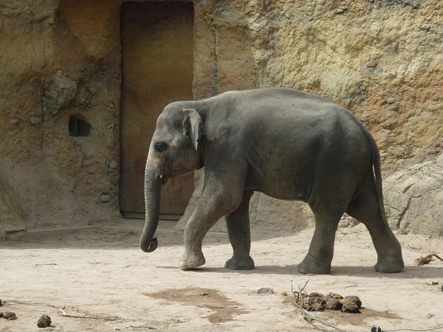 Free Elephant Zoo photo and picture
