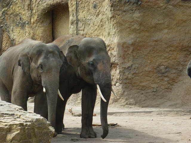 Free Elephants Zoo photo and picture